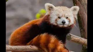 Das sind die Underdogs im Tierpark Hagenbeck