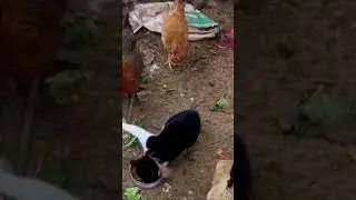 🐈Vs 🐓Cats funny videos TikTok 2023 #shorts #bctvus #like #funny