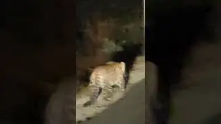 leopard walking on road