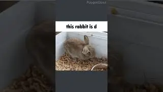 Discord Gifs In A Nutshell Clip 10 (#shorts)