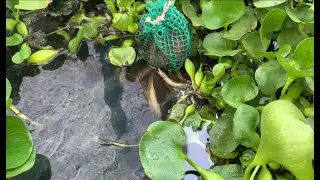 Eel fish - Eel fish farming - Eel fish tank