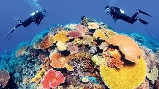 Biosemiotika: Dampak sedimentasi antara Ikan Badut dan Anemon Laut