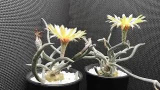 Digitostigma caput medusae