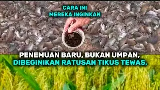 PENEMUAN BARU, BUKAN UMPAN, DISEMPROTKAN RATUSAN TIKUS TEWAS,@Cerita_Perintis 
