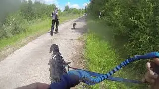 Hard Dog Race [Base] - 2019 06 01, G&oacute;ra Kamieńsk, Poland