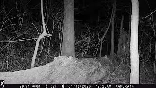Red Fox on a Log in the Woods