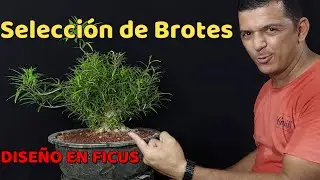 Ficus Nerifolia Selección de Brotes