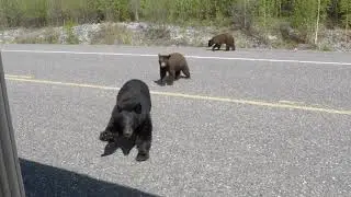 BEAR ATTACK! in Alaska (well kind of!)