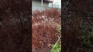 Astilbe as model citizens (cutback delayed) #perennialplant #perennial #redsealvas #landscaper