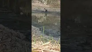 তো বন্ধুরা খুবই সুন্দর একটি মাছ ধরার ভিডিও ভালো লাগলে লাইক কমেন্ট শেয়ার করবেন