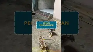ayam kampung pedaging #bp3 #mardi #sk1 #sengkuni #peternakmuda #ayamkampungpedaging #ayam #kandang