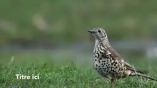 CHANT DE LA GRIVE DRAINE