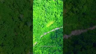 Bunjee Jumping #viral #travel #love #video #adventure #shorts #bunjeejumping #flyboard