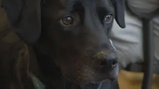 Shoals coalition works to get spay, neuter clinic