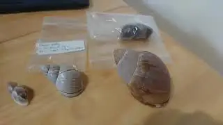 Backyard Bioblitz: Land Snails of Trinidad & Tobago