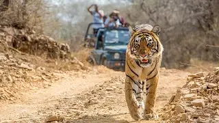 Central India Tiger Safari | Kanha & Pench Wildlife Tour