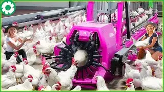 Transporting Chicken This Way - Farmers Make of Dollars Modern Machines | Agriculture Technology