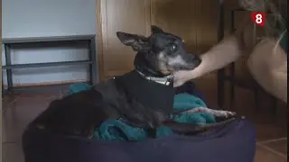 Hotel rural para perros