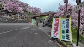 高遠城  1/4  250414
