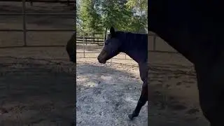 Multiple liberty horse training - Frieisan, Draft & OTTB