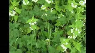 Lamium album