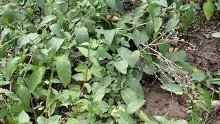Botany Talk - Mint Family Plants