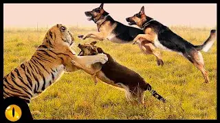TOP 10 FEARLESS DOG BREEDS IN THE WORLD