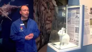 Cool Science -- Terrestrial Animals
