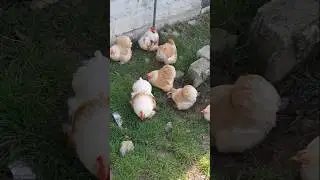 lemon Cochin bantam chickens 🐔🥰 #trending #youtubeshorts #viralshort