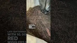 Does water leak out of those 1 ton bags? #worms #wormfarm #wormcastings #vermicompost