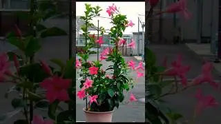 💞 #song #hindisong #bollywoodsongs #roseflowergarden #nature #rosegarden 🥰 #rose #rosegardens