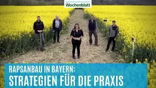 Raps: Probleme und Strategien im Anbau | RAPOOL