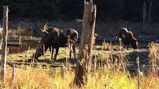 moose watching