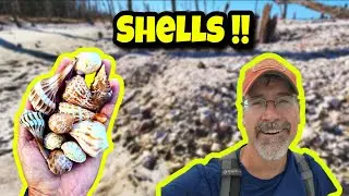 SHELLING Post Hurricane IAN 🌀🐚