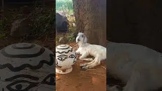 Talking Goat 🤣🤣 #shorts