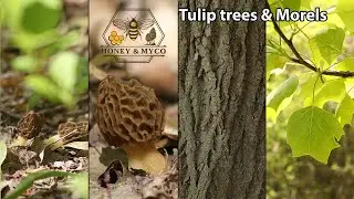 Грибы-сморчки под тюльпановыми деревьями