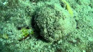 Vasum_muricatum_01.wmv