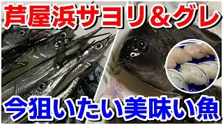 【南芦屋浜】サヨリ爆釣モード突入！昼間でも釣れる美味しいお魚！夜はグレを狙おう！