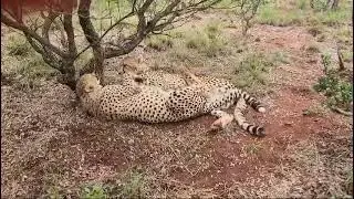 Pearl & Poseidon, our two cheetahs playing (when they were still young...)