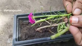 different methods of planting Table rose plant || moss rose || portulaca