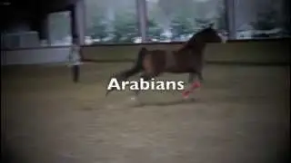 Arabian horse tribute