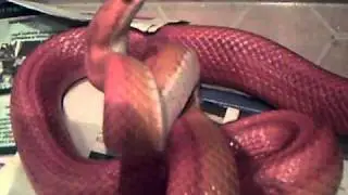 angry corn snake.. cobra like