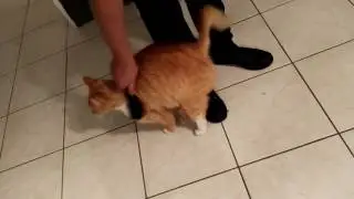 Cat likes being brushed.