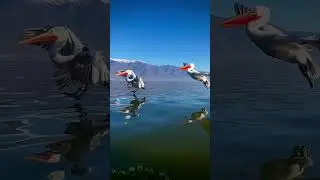 greece lake kerkini through the eyes of a pelican #tiktok #shorts