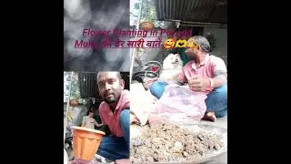 flower planting in pot and Muku की ढेर सारी बातें 🥰🫶💫@Livevillagelifewithkamalfamily 