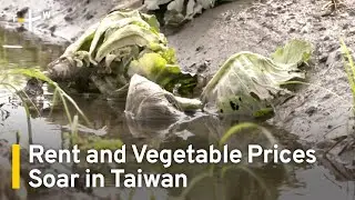 Vegetable Prices Surge Due to Typhoons, Rent Prices Reach 28 Year High｜TaiwanPlus News