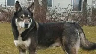 Native American Indian Dogs