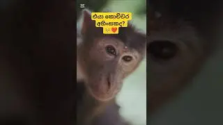 Innocent Eyes of the Jungle | Monkey Close-Up එයාගේ අහි&zwj;&zwj;ංසක​ #shorts