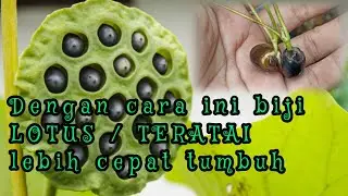 CARA MENANAM BIJI LOTUS / TERATAI || CARA MENYEMAI BIJI TERATAI / LOTUS