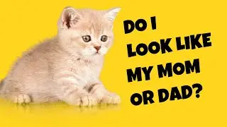 Do Kittens' Color and Gender Inherit from Their Mother or Father? - Cat's Knowhow